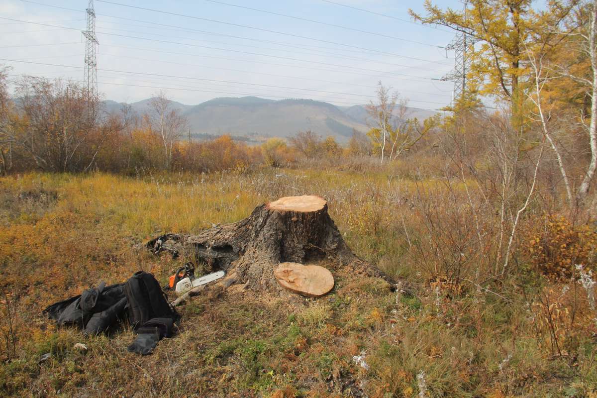Спил пня лиственницы в Ахурском лесу (Гусиное озеро) для дальнейшего дендрохронологического анализа